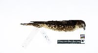 Falco columbarius image