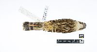 Falco columbarius image