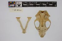 Media resource of Mephitis mephitis