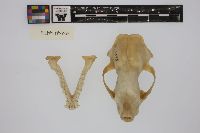 Mephitis mephitis image