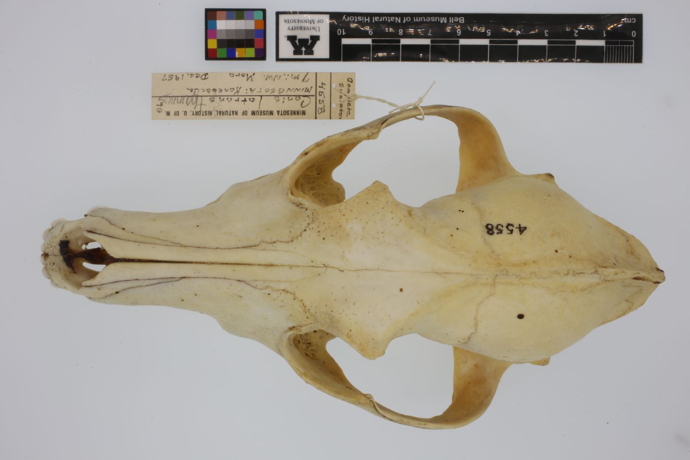 Canis latrans image