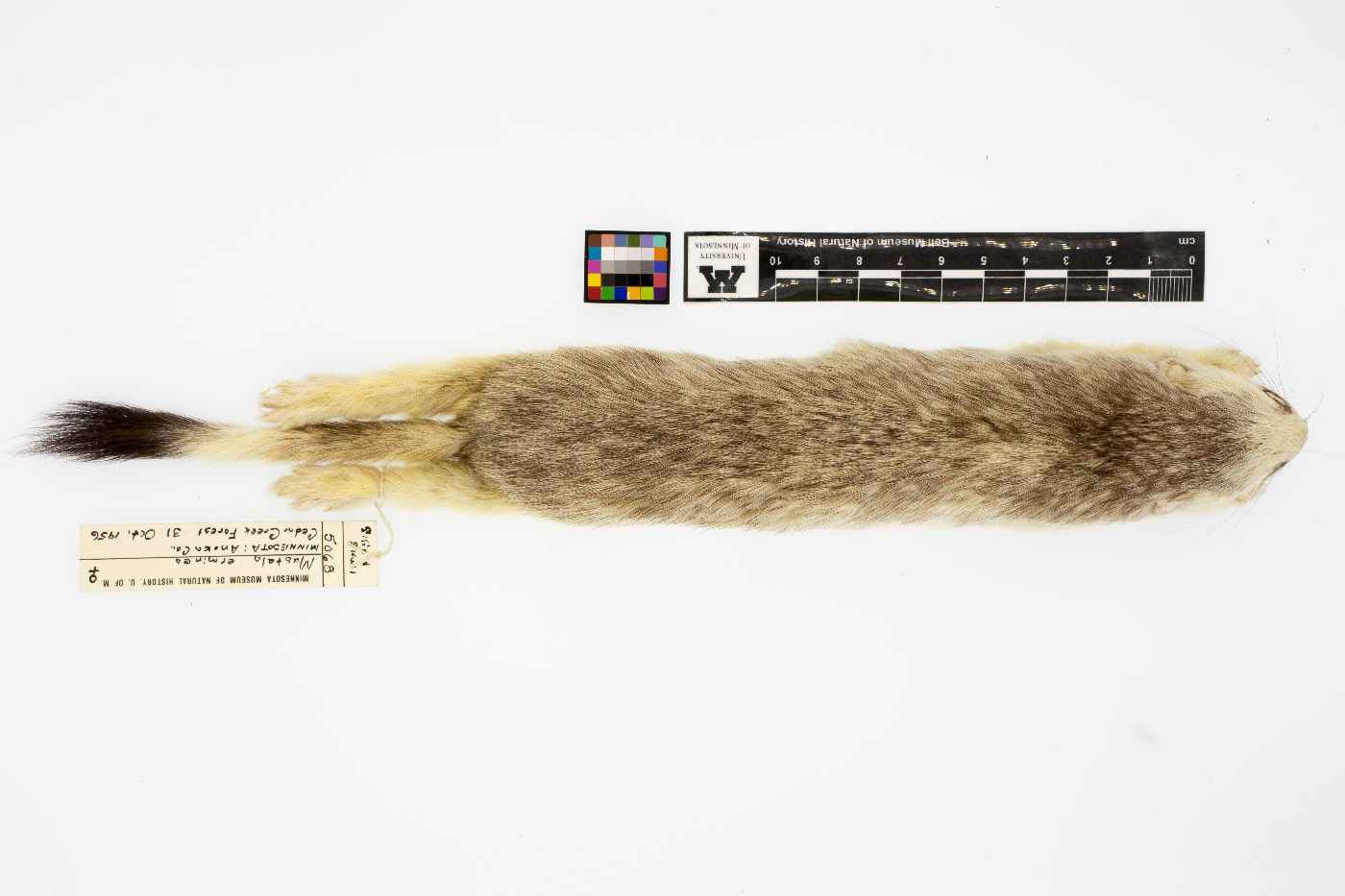 Mustela erminea bangsi image