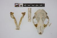 Procyon lotor hirtus image