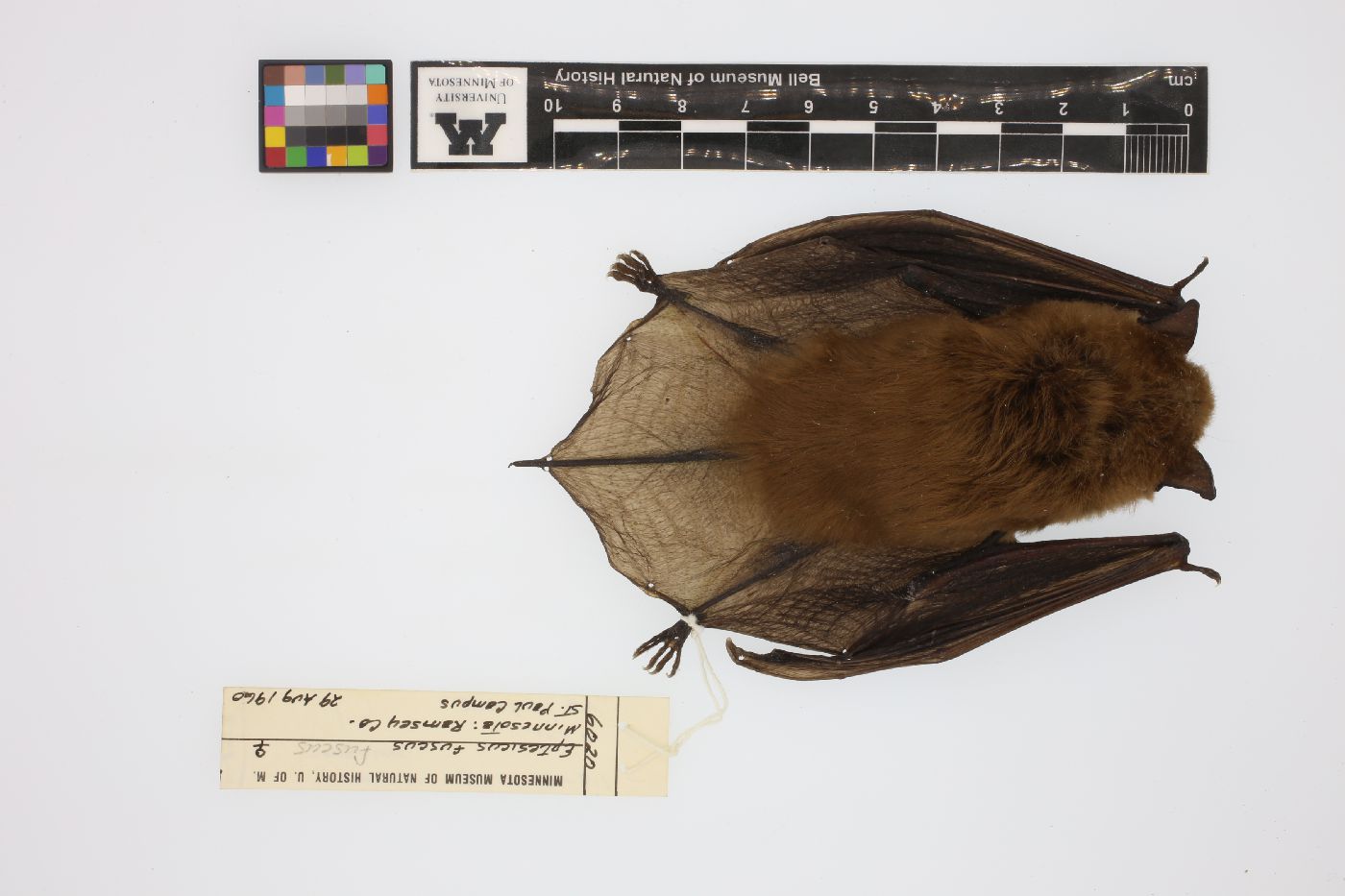 Eptesicus image