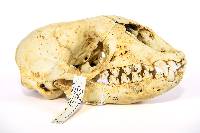 Image of Lobodon carcinophagus