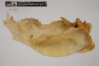 Media resource of Ursus americanus