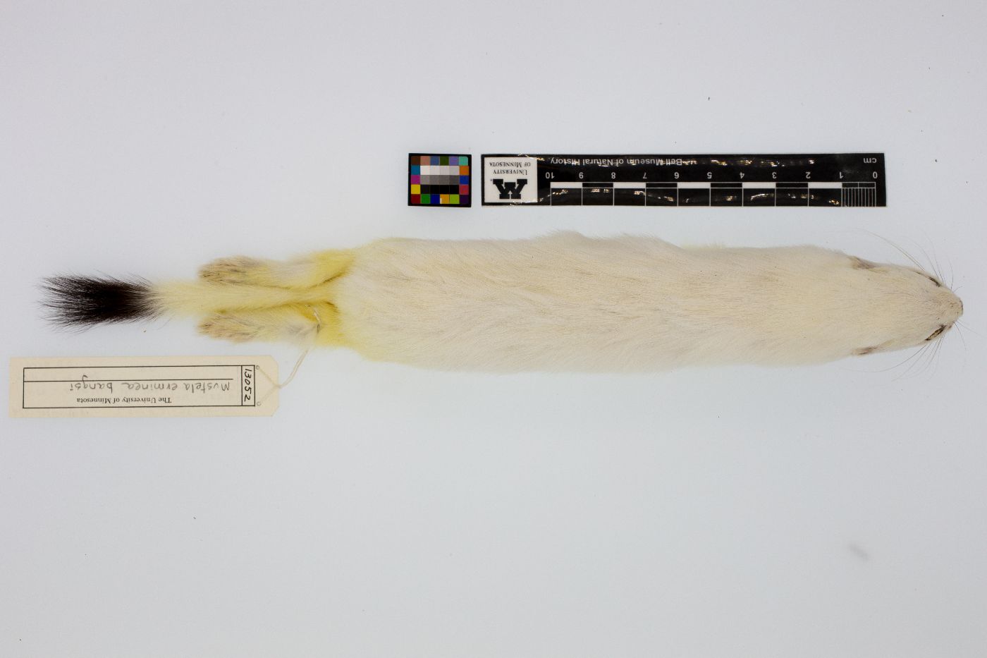 Mustela erminea image