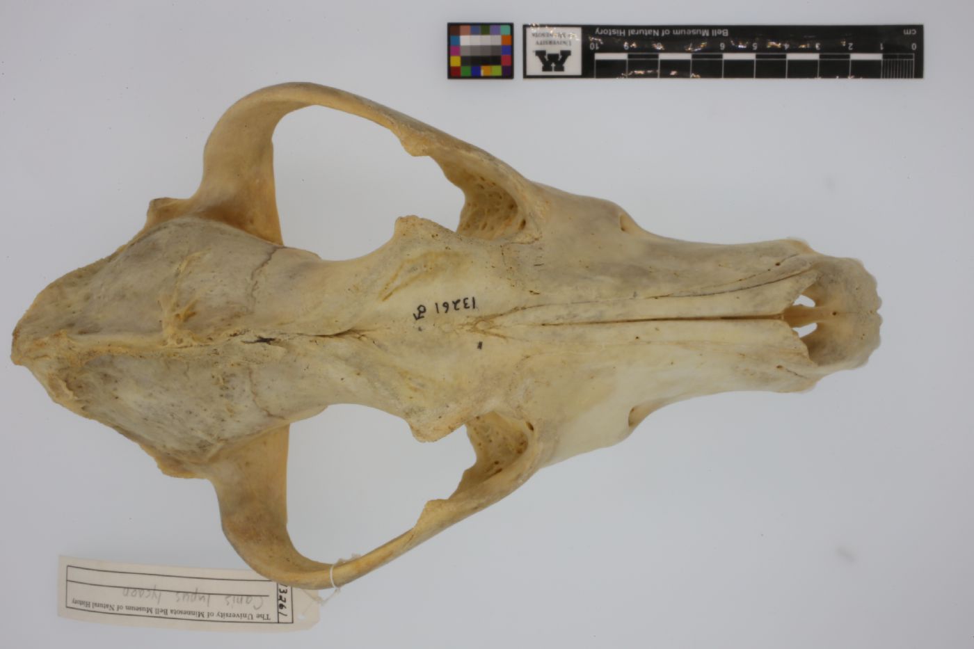 Canidae image