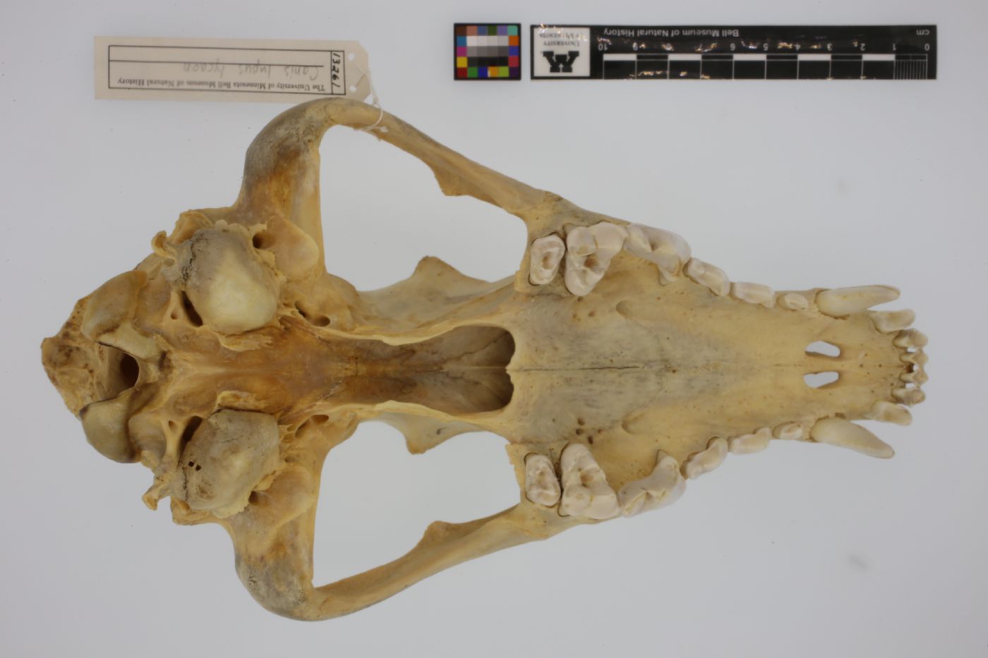 Canis lupus image