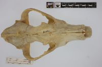 Canis lupus image