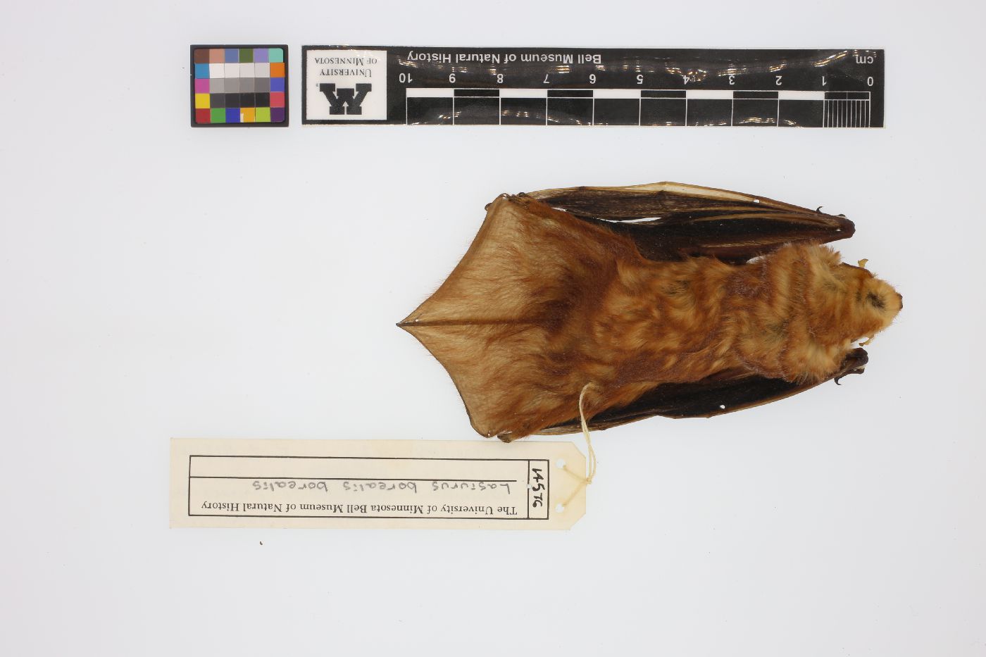 Lasiurus borealis borealis image