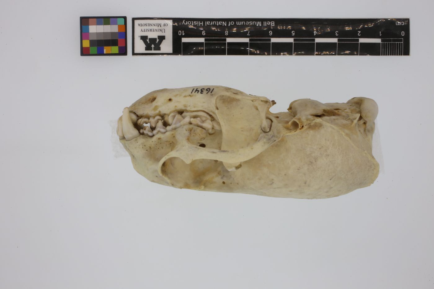 Lutra image