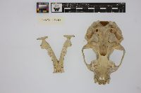 Lutra canadensis image