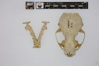 Lutra canadensis image