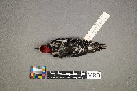 Melospiza lincolnii image