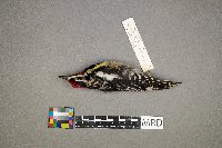 Melospiza lincolnii image