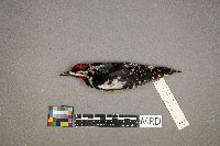 Melospiza lincolnii image