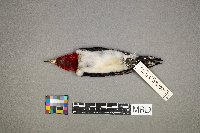 Melanerpes erythrocephalus image
