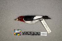 Melanerpes erythrocephalus image