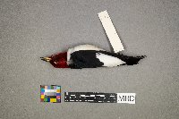 Melanerpes erythrocephalus image