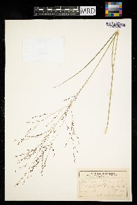 Panicum virgatum image