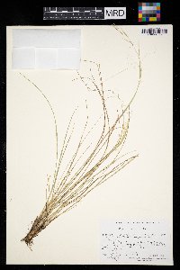 Hesperostipa comata image