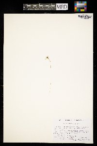 Hypoxis hirsuta image