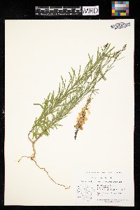Linaria vulgaris image