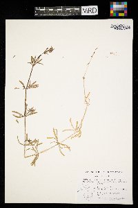 Galium aparine image