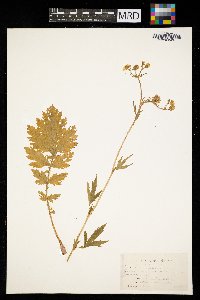 Geum macrophyllum image