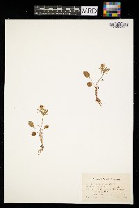 Ranunculus acris image