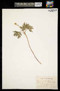 Anemone virginiana image