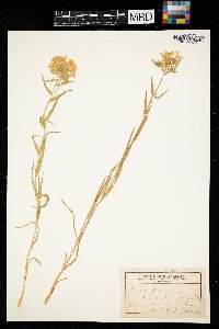 Phlox pilosa image