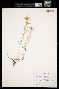 Oenothera serrulata image
