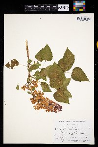 Syringa vulgaris image