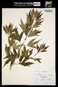 Leonurus cardiaca image