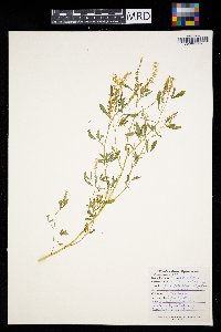 Melilotus albus image