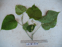 Macaranga ducis image