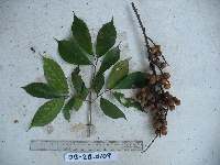 Ficus arfakensis image
