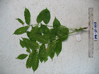 Spondias dulcis image