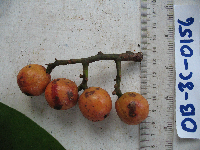 Horsfieldia spicata image