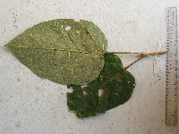 Gmelina moluccana image