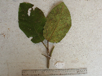 Gmelina moluccana image