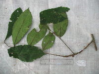 Didymocheton annae image