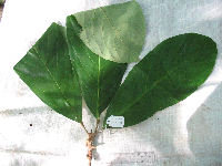 Ryparosa amplifolia image