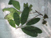 Goniothalamus aruensis image