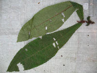 Media resource of Planchonella thyrsoidea