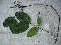 Gnetum latifolium image