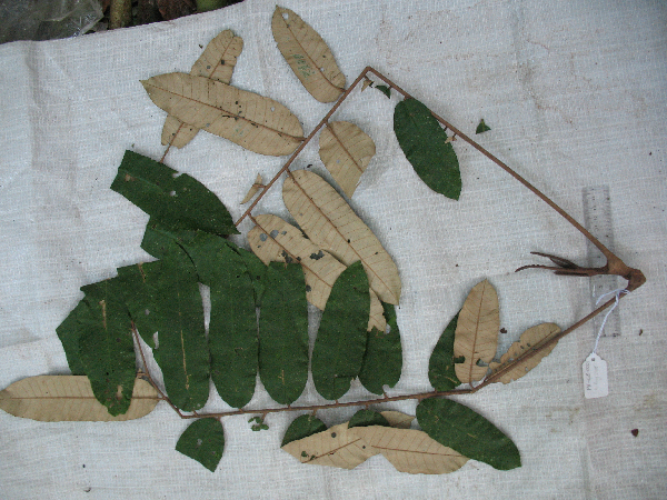 Aglaia argentea image