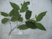 Prunus schlechteri image